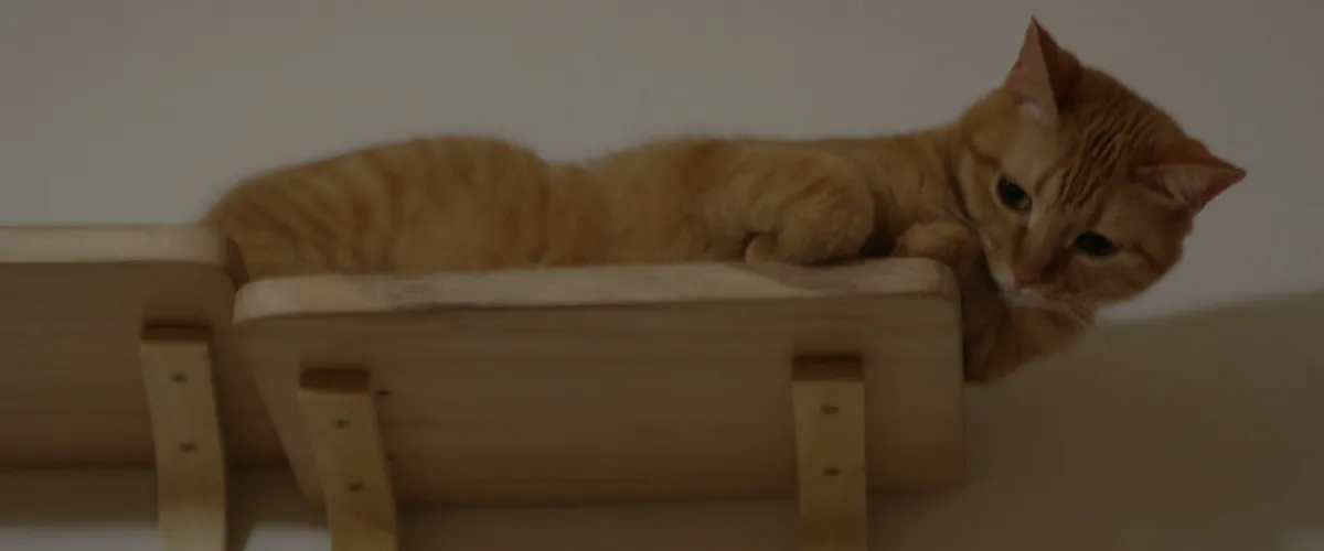 猫のためのキャットウォーク(キャットステップ)を壁に設置する方法・メリットを簡単解説