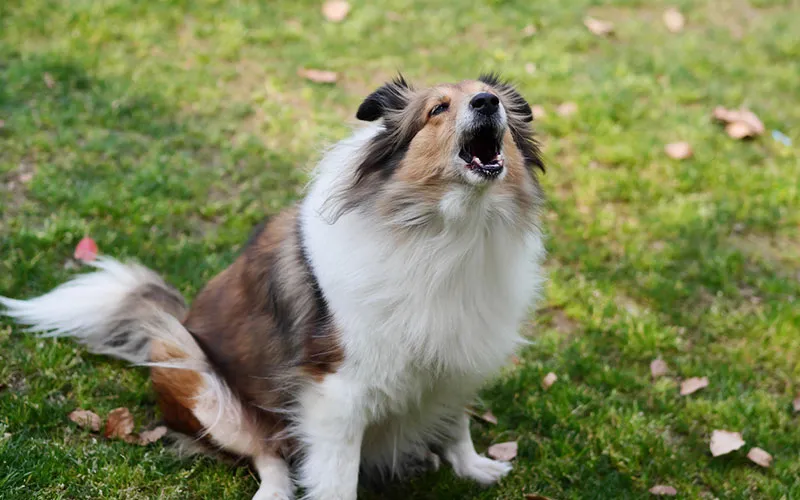 意外にうるさい？犬の鳴き声