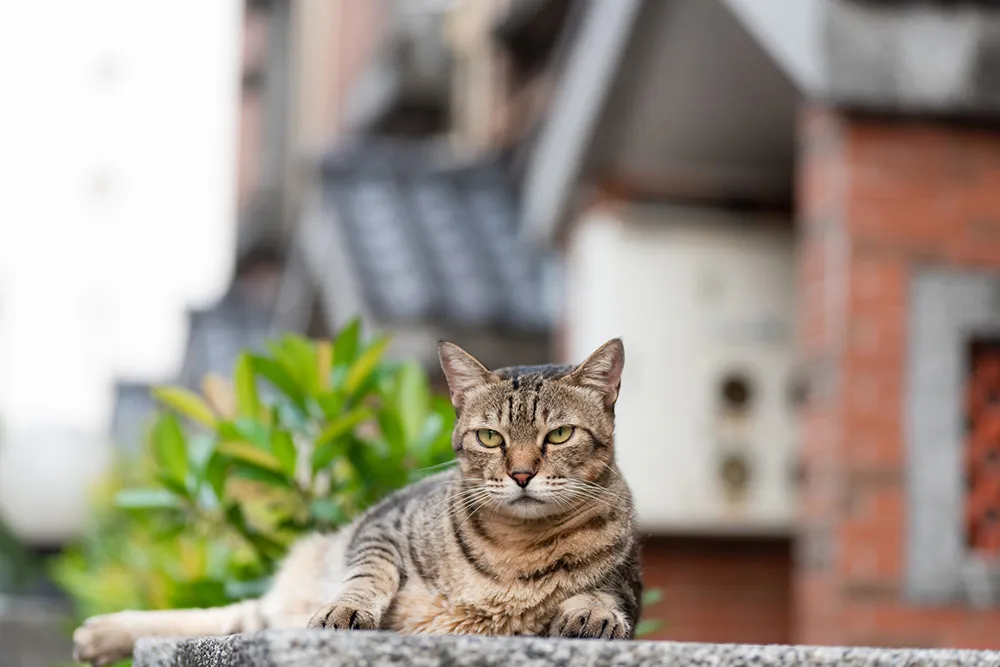 猫の画像