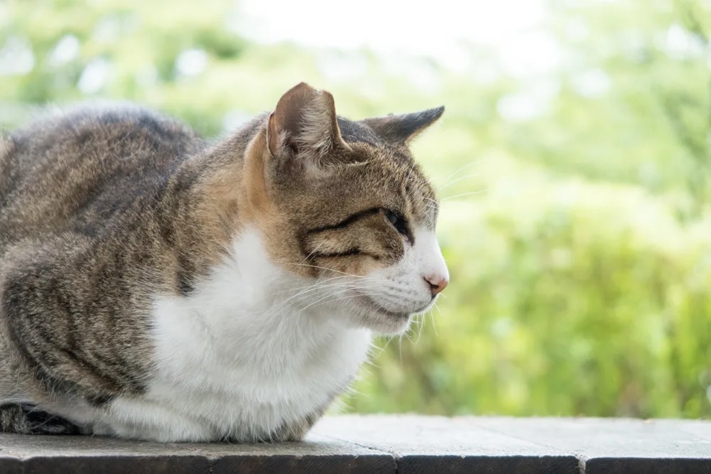 猫の写真