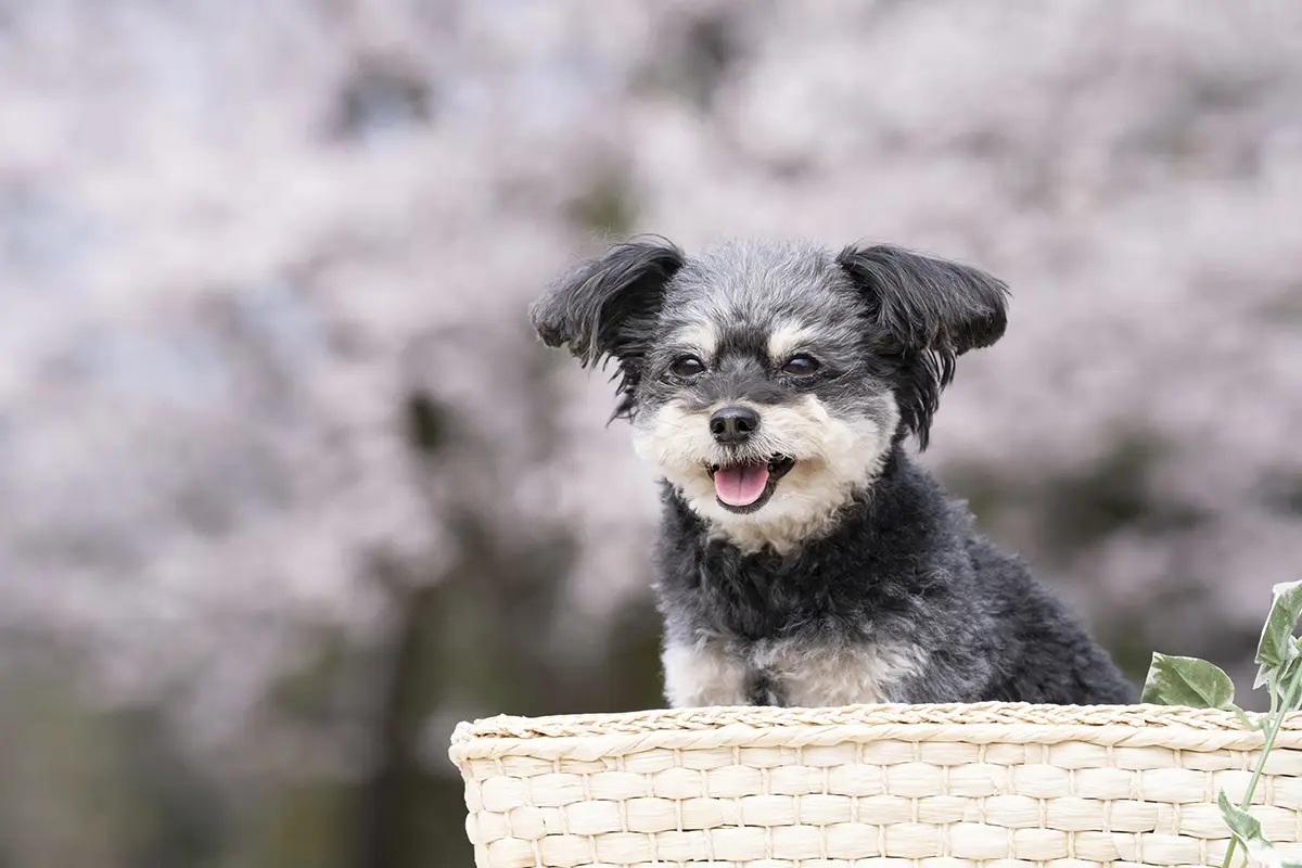 チワワとトイプードルのミックス犬！ 大人気チワプーの秘密に迫る 