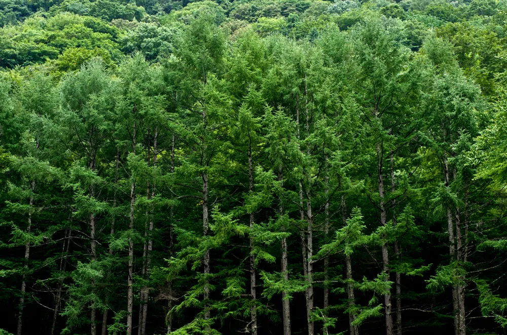 森林資源を循環利用