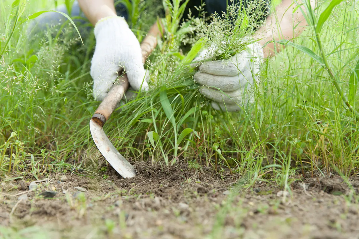 学校の校庭における雑草対策　除草剤を使用せずに敷地内の美観を維持するには