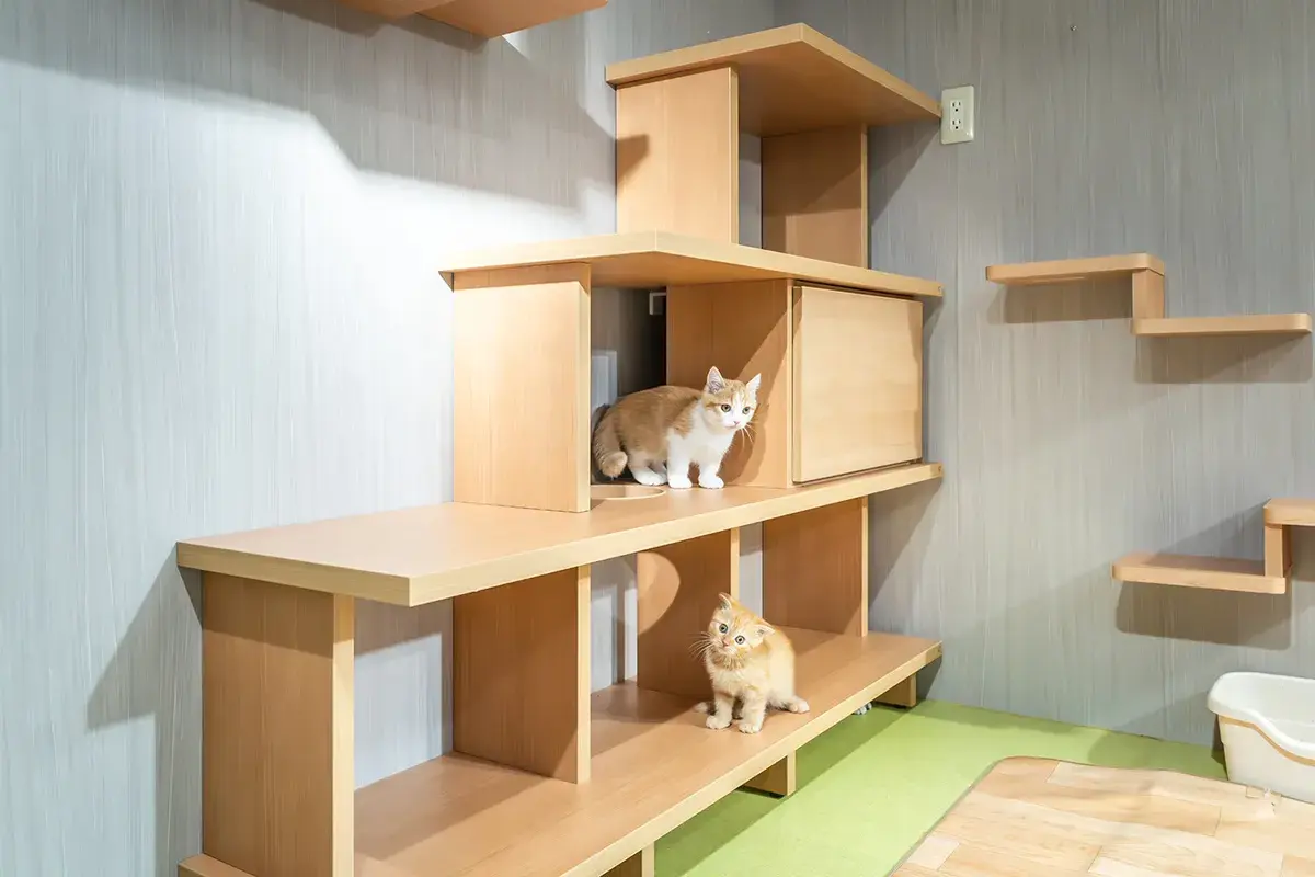 ねこ向け製品」でねこが楽しい、人も楽しい空間に｜DAIKEN Architect News