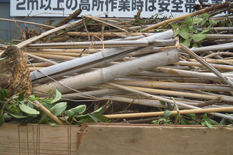 竹（根・笹も不可）