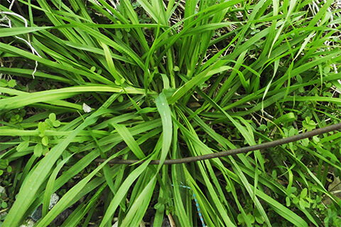 草類（萱も不可）