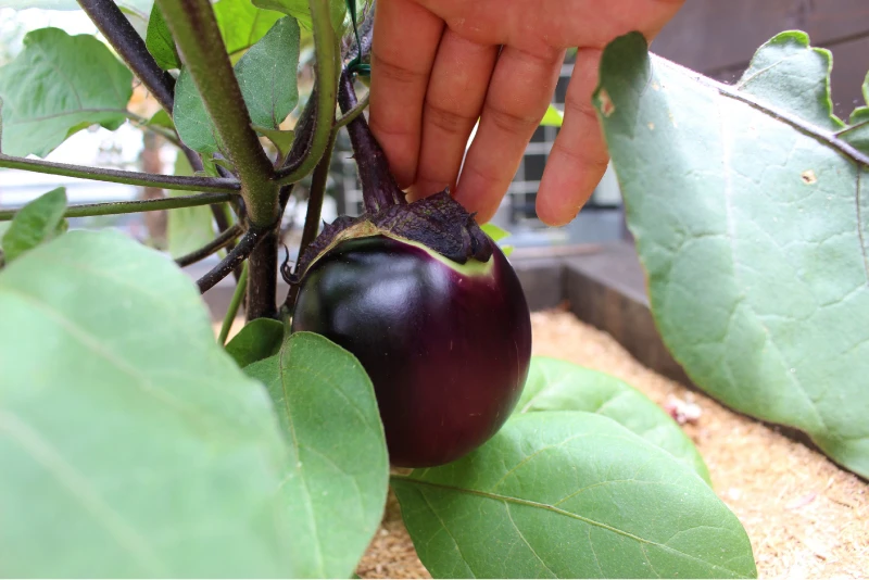 『みんなのエコ菜園』でナスを栽培する様子