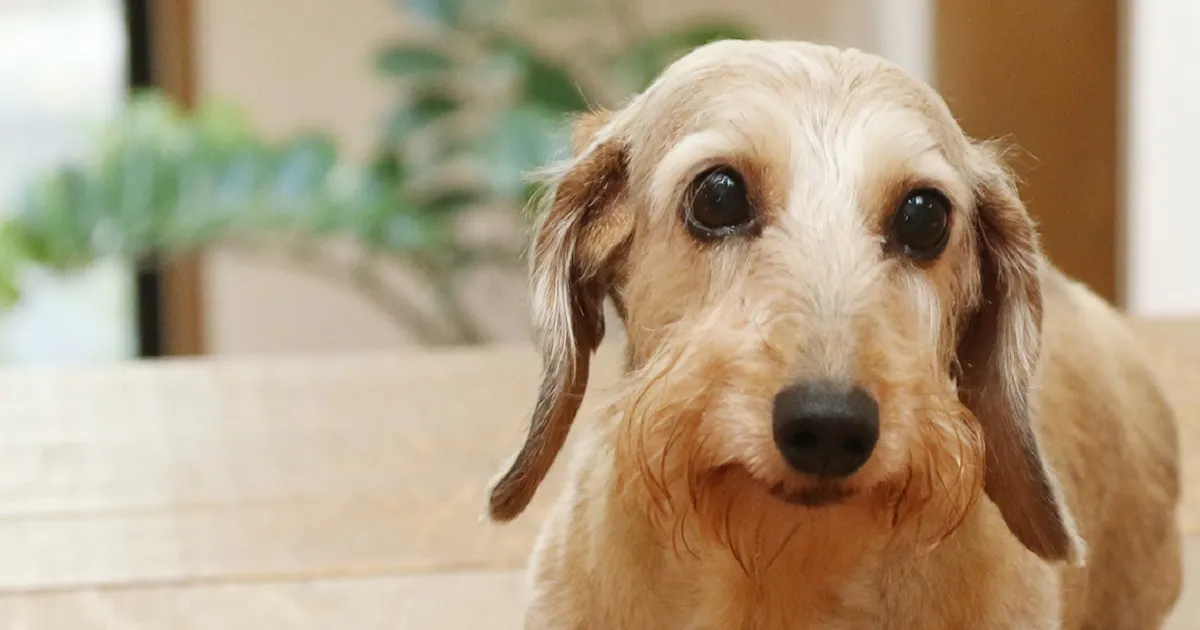 犬にやさしいフローリングリフォーム！　おしゃれなリビングに”ワンラブな床材”！