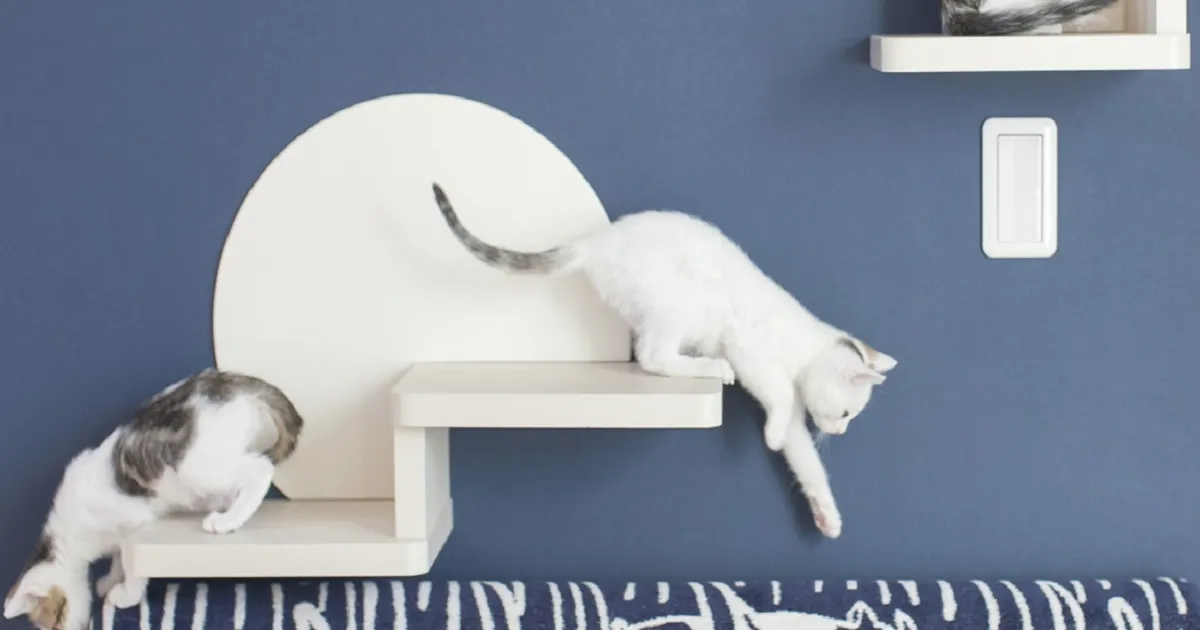 高い所が大好きな猫のストレス・運動不足を解消できる”ねこステップ”とは？