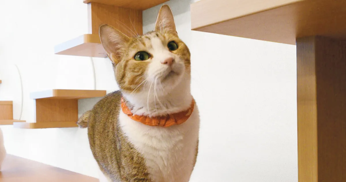 猫がリラックスできる部屋！ 猫の仕草の意味を知り、おしゃれで多彩な猫用家具で運動不足を解消