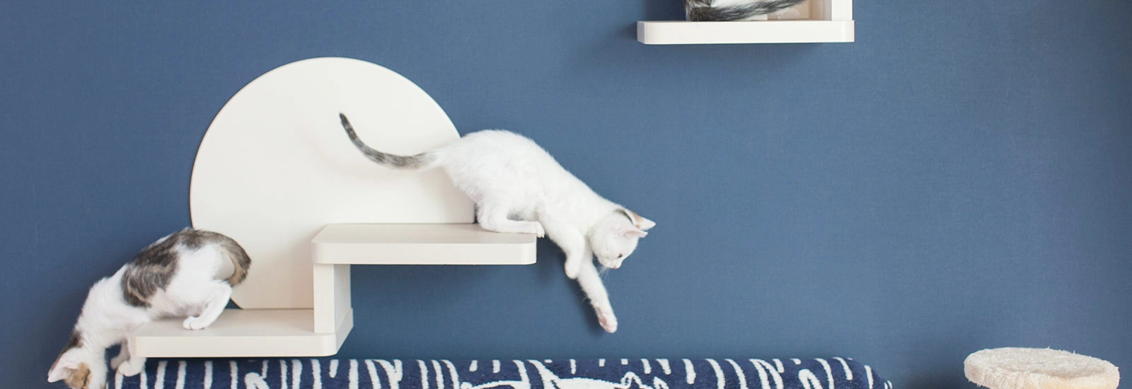 高い所が大好きな猫のストレス・運動不足を解消できる”ねこステップ”とは？