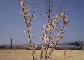 植樹した桜の苗木