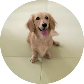 畳に座るペット